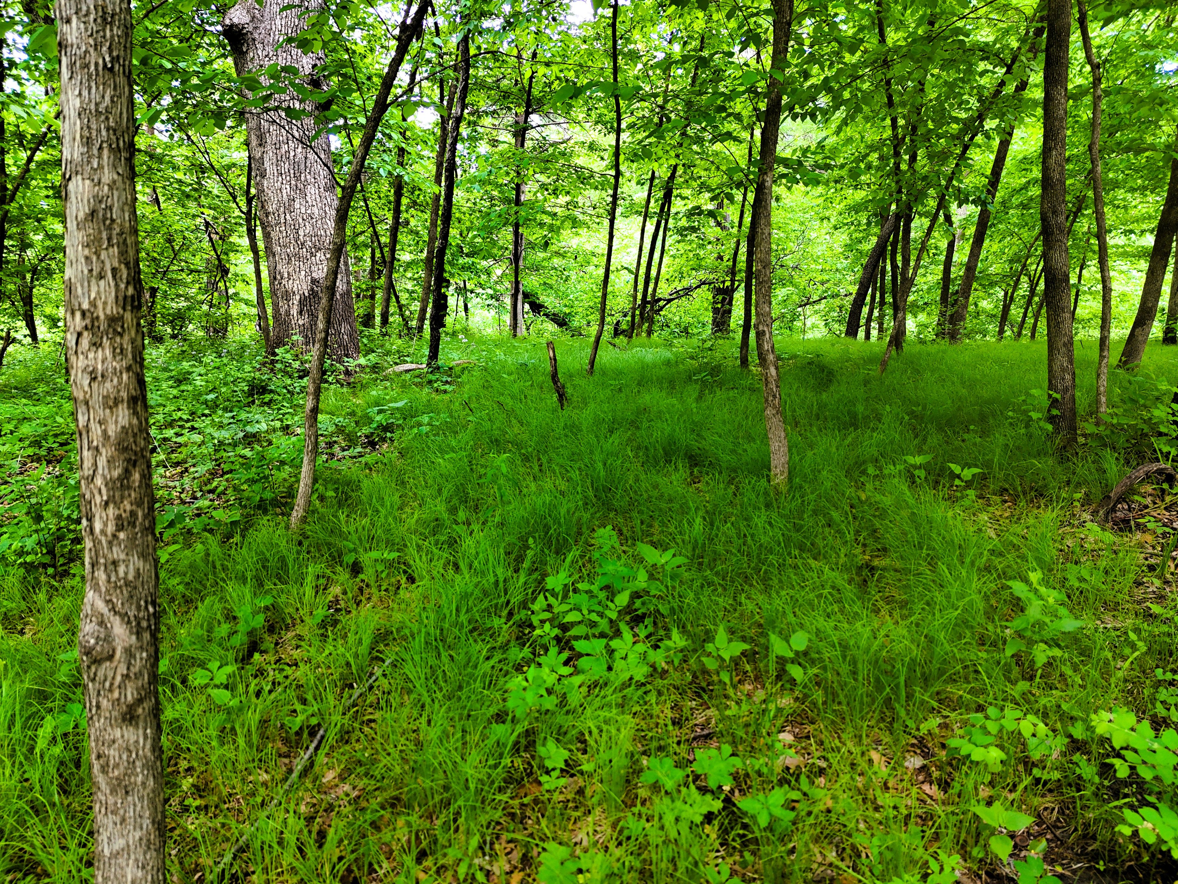 Listing Photo: Ground Timber 3